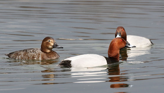 Common pochards